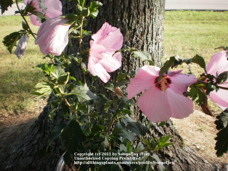 Photo of Rose Of Sharon (Hibiscus syriacus 'Aphrodite') uploaded by SongofJoy