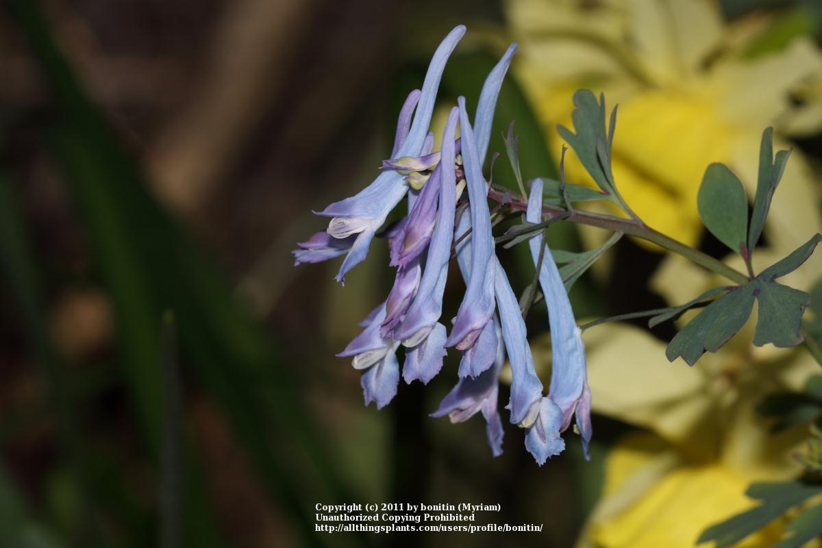 Photo of Blue Corydalis (Corydalis flexuosa 'Pere David') uploaded by bonitin
