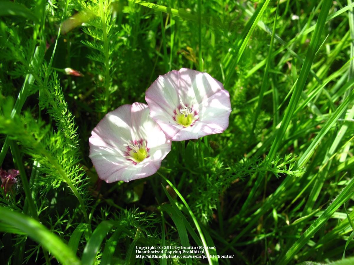 Photo of Field Bindweed (Convolvulus arvensis) uploaded by bonitin