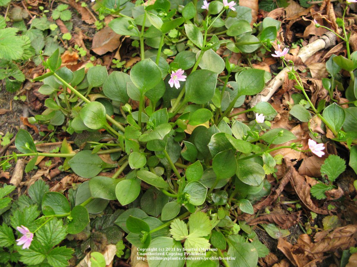 Photo of Candy Flower (Claytonia sibirica) uploaded by bonitin