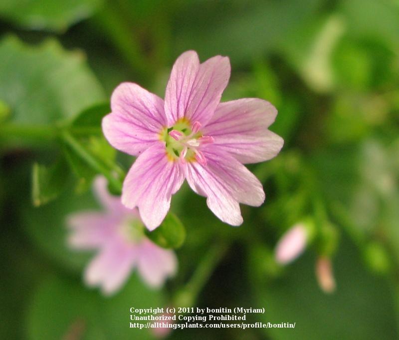 Photo of Candy Flower (Claytonia sibirica) uploaded by bonitin