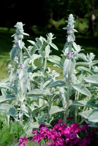 Photo of Lambs' Ears (Stachys byzantina) uploaded by chelle