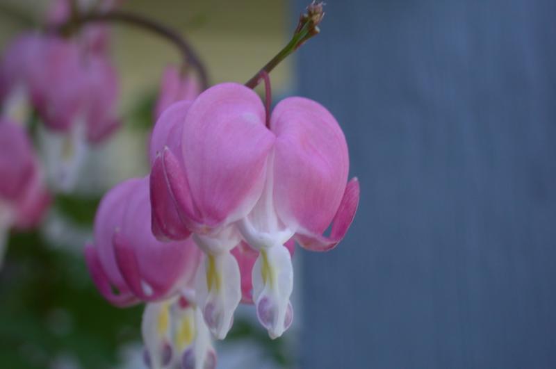 Photo of Bleeding Heart (Lamprocapnos spectabilis) uploaded by dave