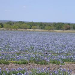 Location: Wildseed Farms, Fredericksburg, TX
Date: April 12, 2003