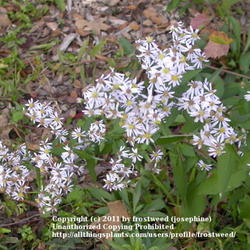 Location: Molly Hollar Wildscape Arlinton, Texas.
Date: Fall 2010
Thia Aster grows in the woods in North Central Texas.