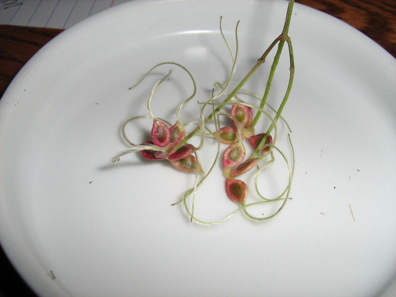 Photo of Sweet Autumn Clematis (Clematis terniflora) uploaded by gardengus