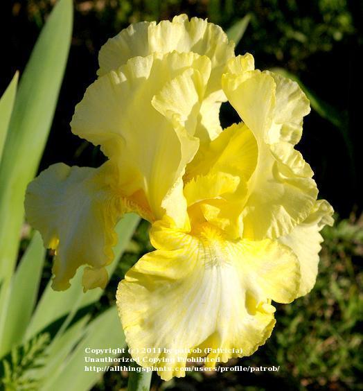 Photo of Tall Bearded Iris (Iris 'Summer Olympics') uploaded by patrob