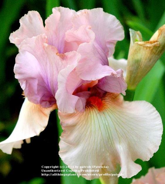 Photo of Tall Bearded Iris (Iris 'Bewitchment') uploaded by patrob