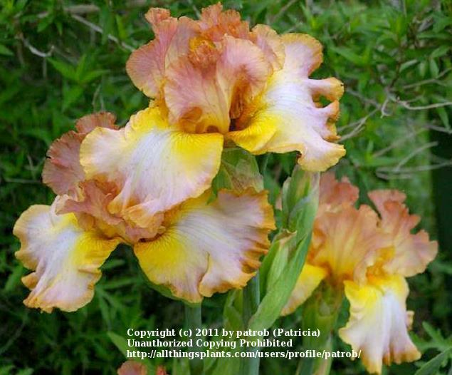 Photo of Tall Bearded Iris (Iris 'Good Thing') uploaded by patrob