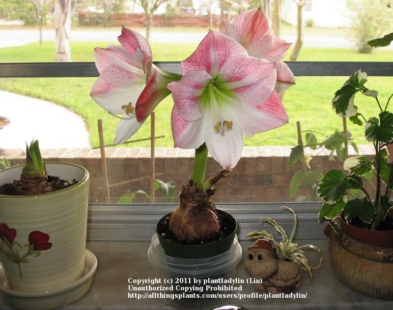 Photo of Amaryllis (Hippeastrum 'Apple Blossom') uploaded by plantladylin