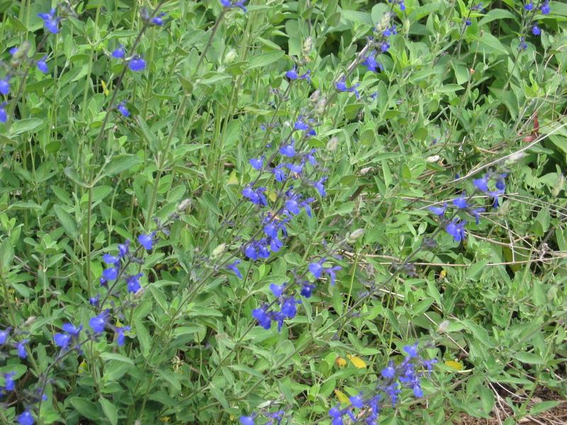 Photo of Sage (Salvia 'Marine Blue') uploaded by wcgypsy