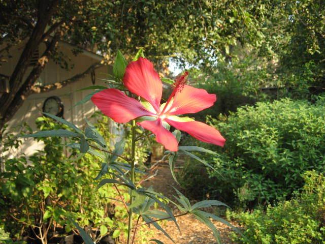 Photo of Texas Star (Hibiscus coccineus) uploaded by wcgypsy