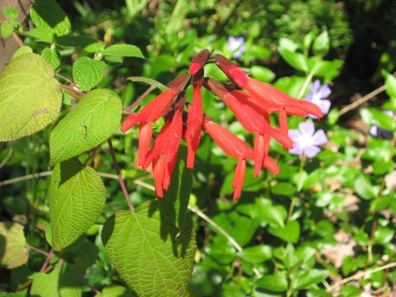 Photo of Big Mexican Scarlet Sage (Salvia gesneriiflora) uploaded by wcgypsy