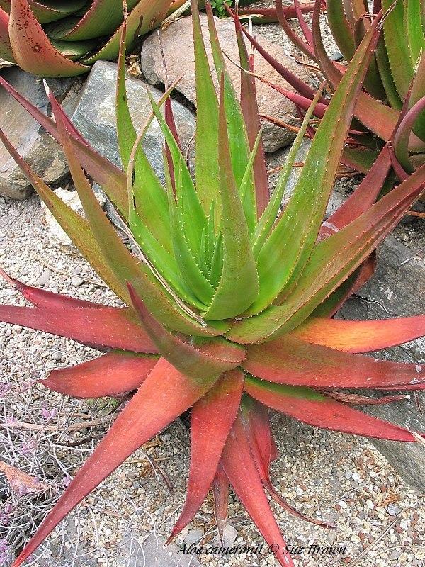 Photo of Cameron's Ruwari Aloe (Aloe cameronii) uploaded by Calif_Sue
