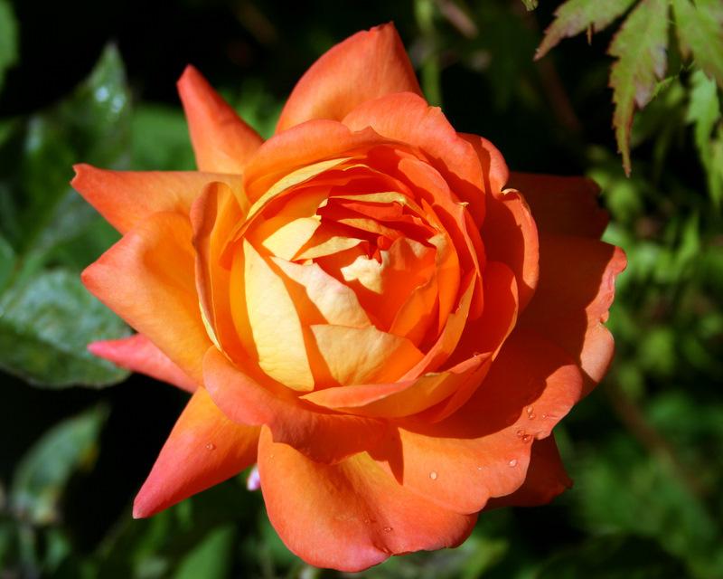 Photo of Rose (Rosa 'Veldfire') uploaded by Calif_Sue