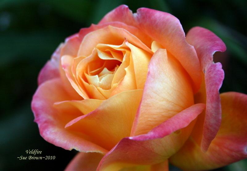 Photo of Rose (Rosa 'Veldfire') uploaded by Calif_Sue