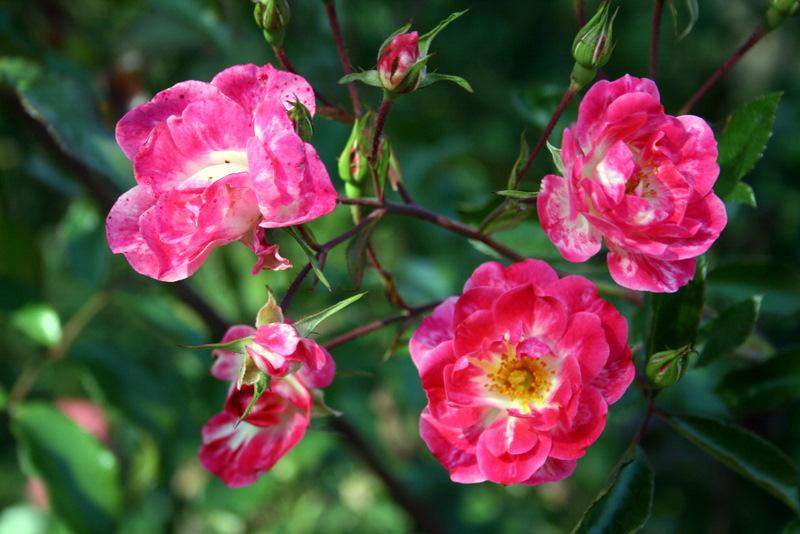 Photo of Rose (Rosa 'Fuchsia Meidiland') uploaded by Calif_Sue