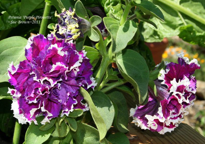 Photo of Double Grandiflora Petunia (Petunia 'Pirouette Purple') uploaded by Calif_Sue