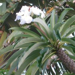 Location: Southwest Florida
Date: summer 2010
The Pachypodium lamerei rarely blooms until it is appr. 6 ft tall