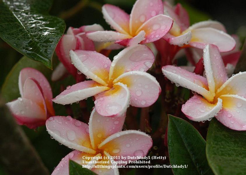 Photo of Plumeria (Plumeria rubra 'Carmen') uploaded by Dutchlady1