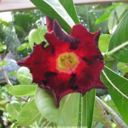 Location: Southwest Florida
Date: summer 2011
Adenium obesum 'Black Asia', very attractive deep red with black 