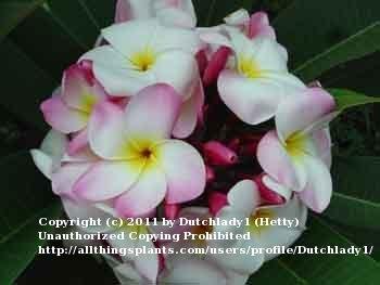 Photo of Plumeria (Plumeria rubra 'Abigail') uploaded by Dutchlady1