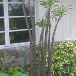 Location: Southwest Florida
Date: summer 2010
A tall growing Pachypodium, and not as spiny as P. lamerei