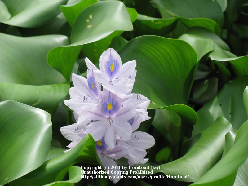 Photo of Water Hyacinth (Eichhornia crassipes) uploaded by Horntoad