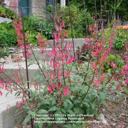 Location: My garden in Kentucky
Date: Jun 12, 2010 9:35 PM
Wonderful plant!