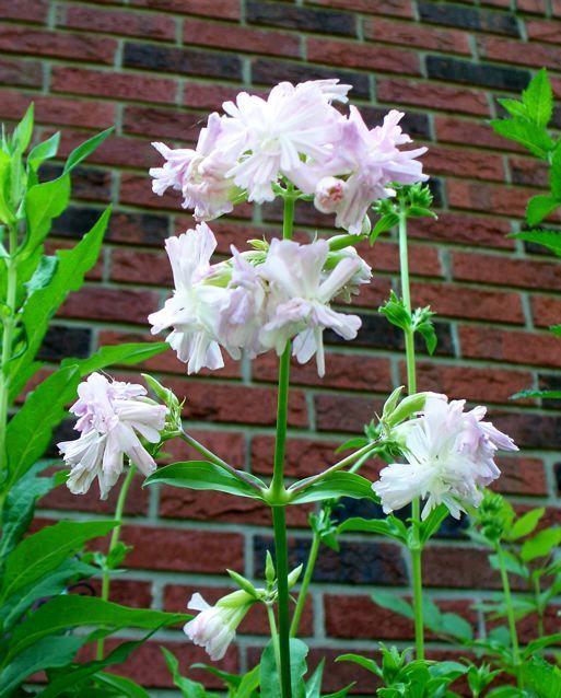 Photo of Bouncing Bet (Saponaria officinalis 'Flore Pleno') uploaded by Sharon
