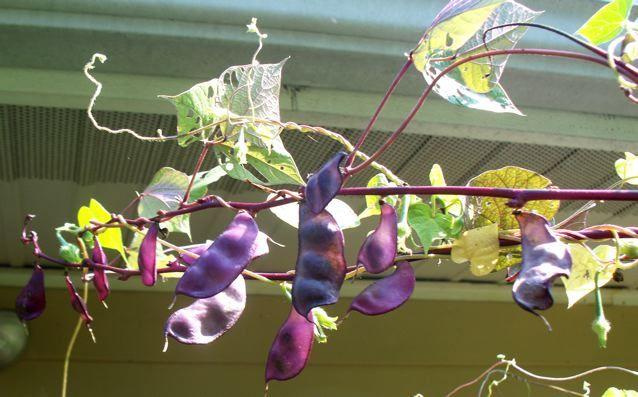 Photo of Purple Hyacinth Bean (Lablab purpureus) uploaded by Sharon
