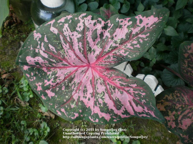 Photo of Fancy-leaf Caladium (Caladium 'Pink Beauty') uploaded by SongofJoy