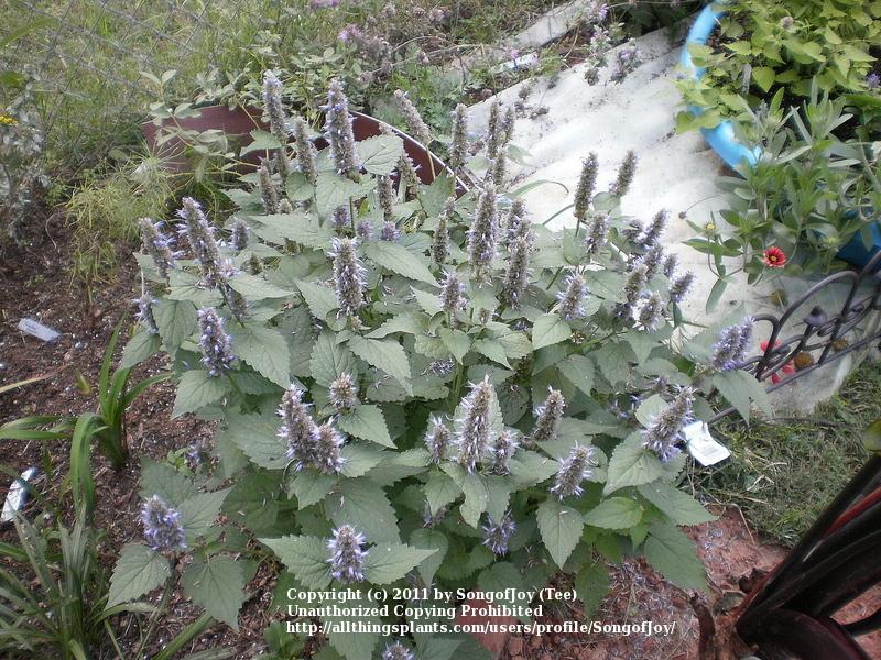 Photo of Giant Hyssop (Agastache rugosa 'Honey Bee Blue') uploaded by SongofJoy