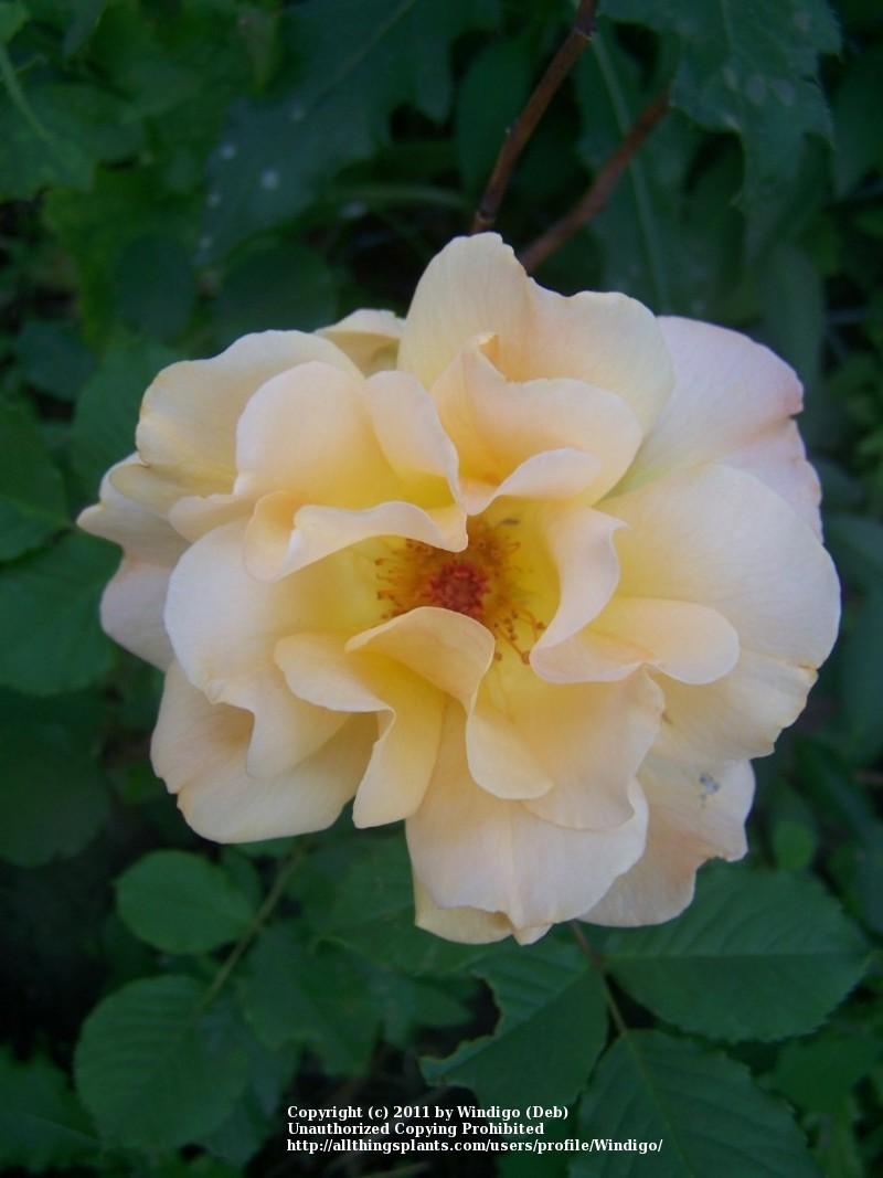 Photo of Rose (Rosa 'Autumn Sunset') uploaded by Windigo