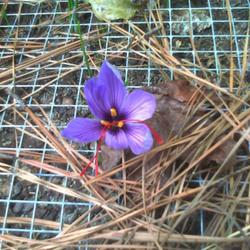 Location: Norfolk, VA
Date: November 16, 2010
Saffron blossom.  Red threads are the spice, harvest with tweezer