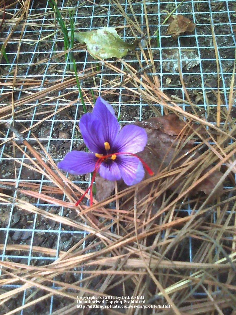 Photo of Saffron Crocus (Crocus sativus) uploaded by bitbit