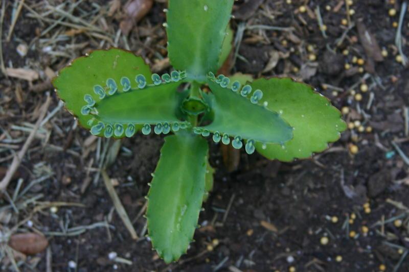 Photo of Mother of Thousands (Kalanchoe daigremontiana) uploaded by dave