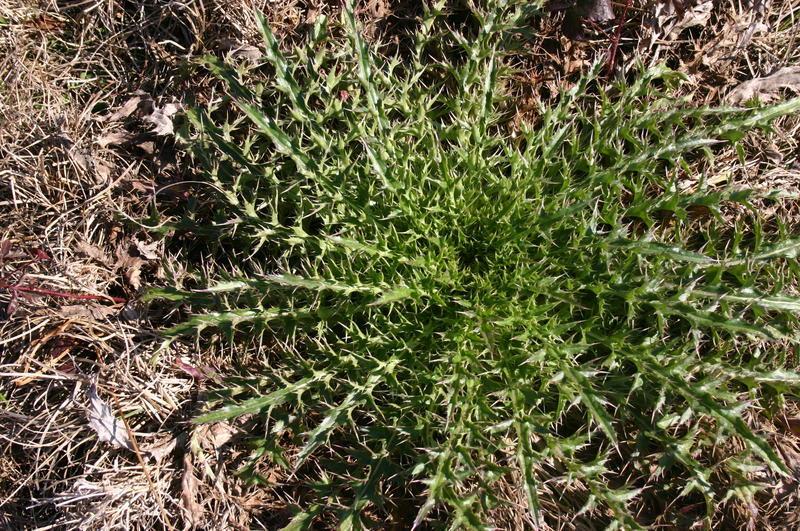 Photo of Texas Thistle (Cirsium texanum) uploaded by dave