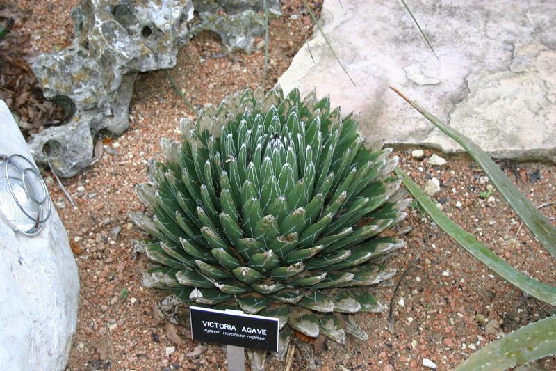 Photo of Queen Victoria Agave (Agave victoriae-reginae) uploaded by dave