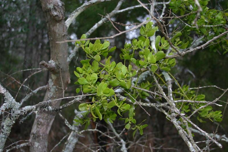 Photo of Mistletoe (Phoradendron leucarpum subsp. leucarpum) uploaded by dave