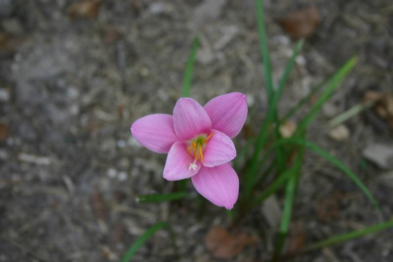 Photo of Pink Rain Lily (Zephyranthes minuta) uploaded by dave