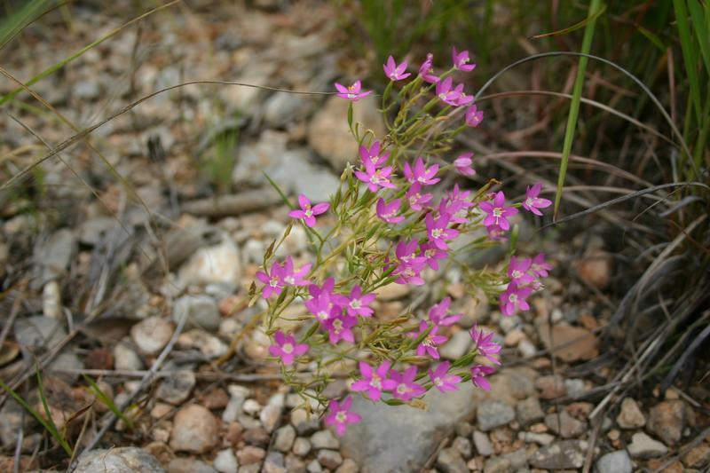Photo of Lady Bird's centaury (Zeltnera texensis) uploaded by dave