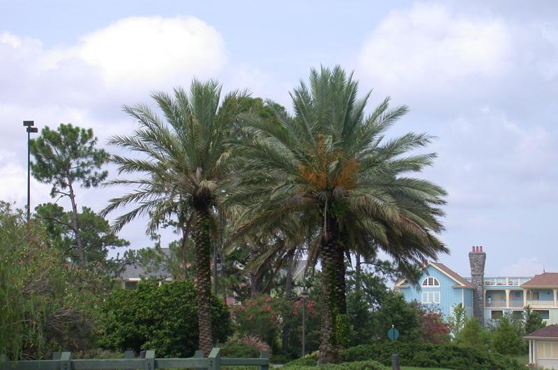 Photo of Canary Date Palm (Phoenix canariensis) uploaded by dave