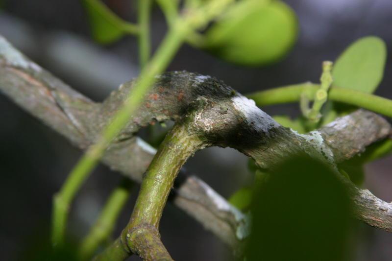 Photo of Mistletoe (Phoradendron leucarpum subsp. leucarpum) uploaded by dave
