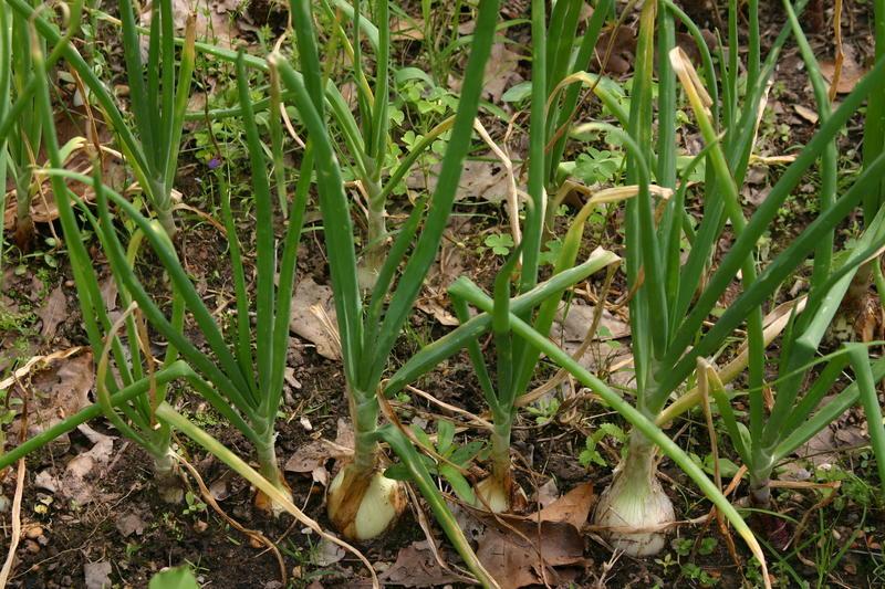 Photo of Onion (Allium cepa 'Texas Grano 1015Y') uploaded by dave