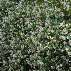 Location: Bryan, TX
Date: Apr 28, 2006 10:19 AM
A wall of fragrant blooms