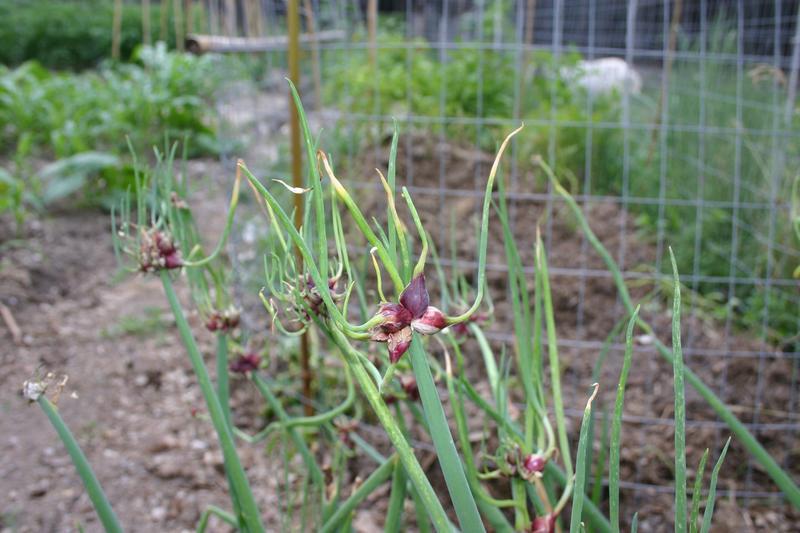 Photo of Onions (Allium cepa) uploaded by dave