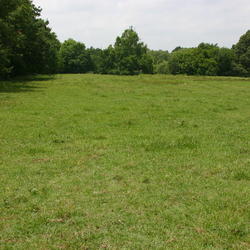 Location: Jacksonville, TX
Date: May 23, 2008 1:57 PM
A typical East Texas bahia pasture