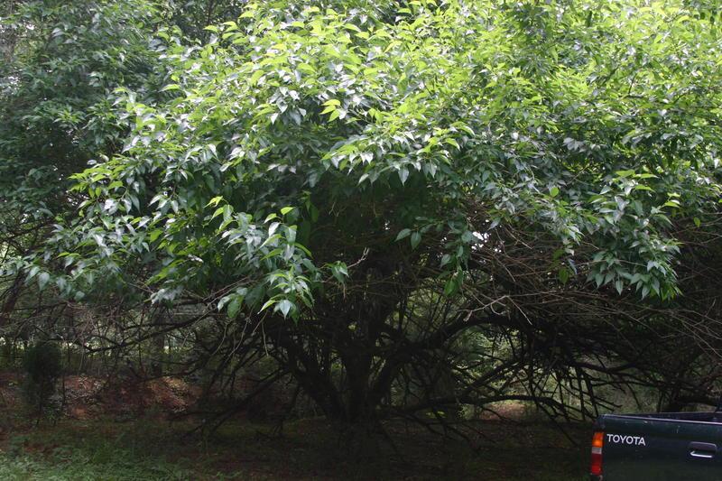 Photo of Osage Orange (Maclura pomifera) uploaded by dave