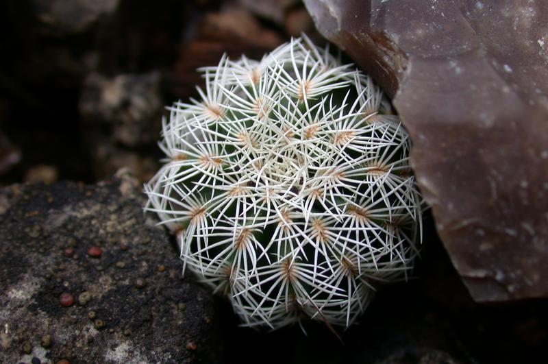 Photo of Lace Cactus (Echinocereus reichenbachii) uploaded by dave